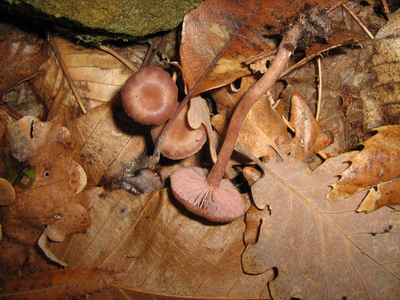 Funghi dalla Castellina